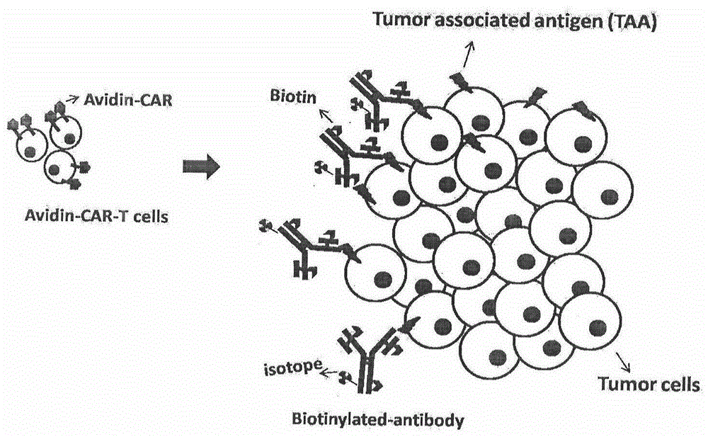 Biotin-avidin-lentiviral expression vector and CAR-T (chemric antigen receptor T) cell preparation method and visualization scheme