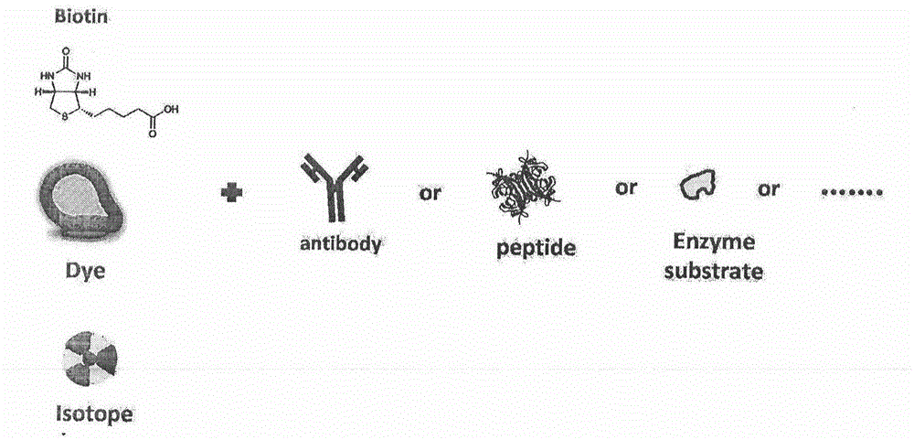 Biotin-avidin-lentiviral expression vector and CAR-T (chemric antigen receptor T) cell preparation method and visualization scheme