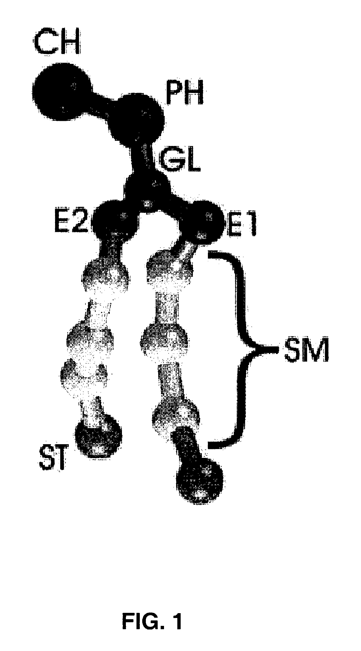 Methods, systems, and computer program products for simulating biomembrances using coarse grain models
