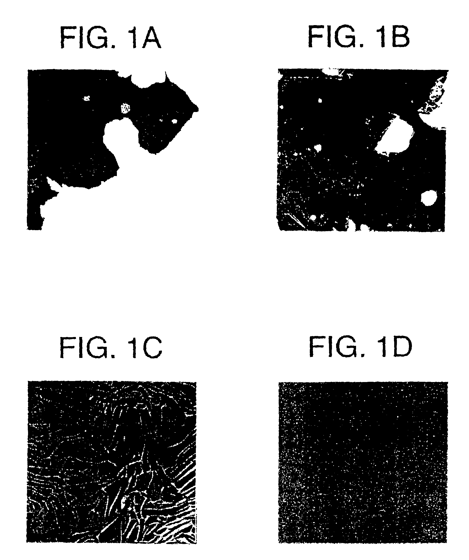 Transfer film, method for forming metal back layer, and image display