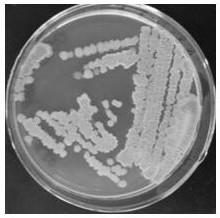 A kind of biological agent for controlling clubroot of cruciferous crops and its application