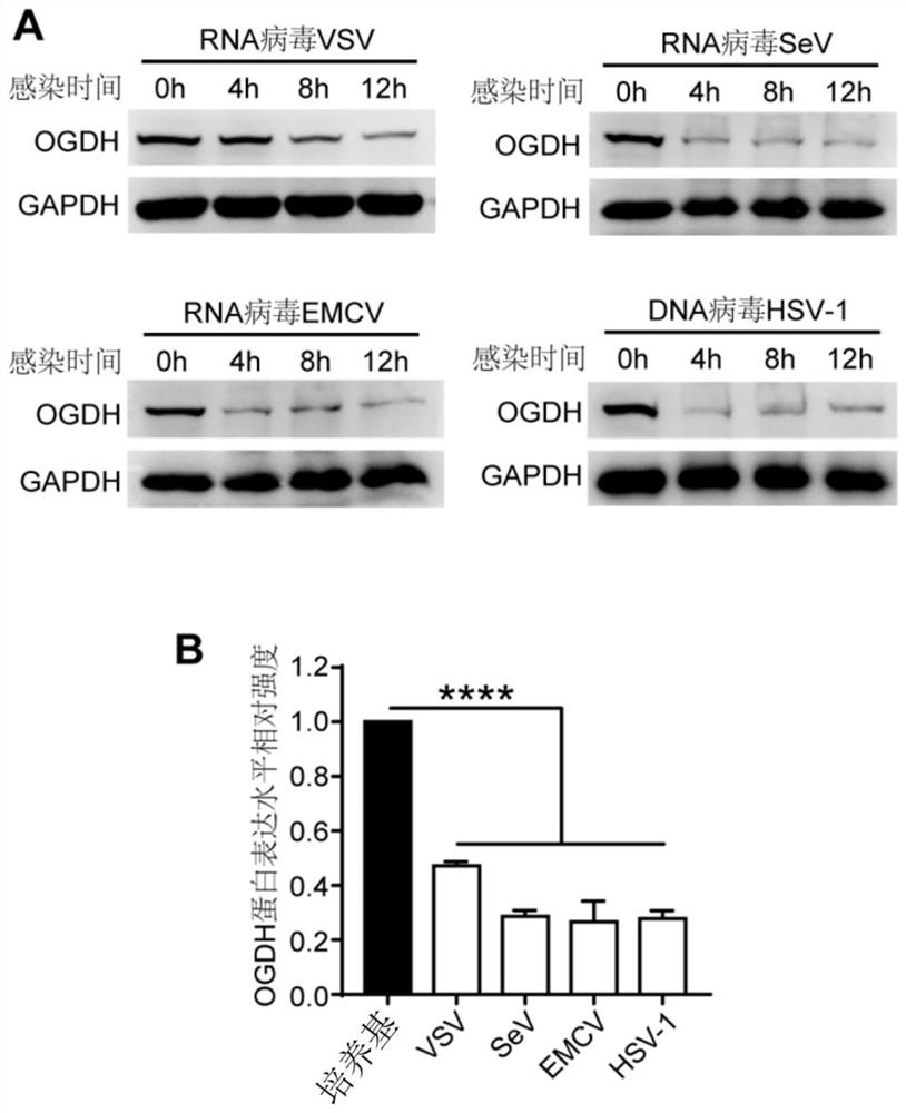 Application of ogdh inhibitors in the treatment of viral infectious diseases