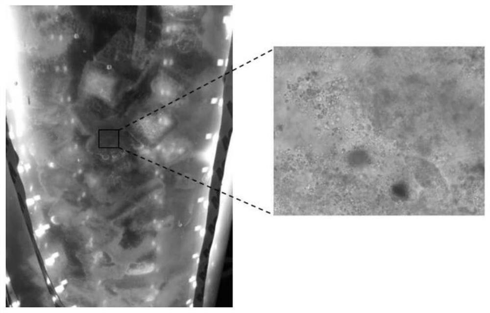 A biological filtration device and working method for treating trace antibiotic wastewater