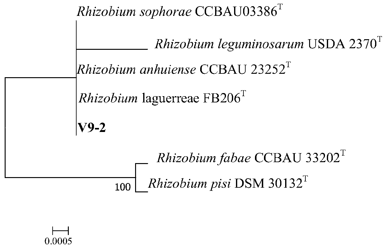 Rhizobium v9-2 and its application