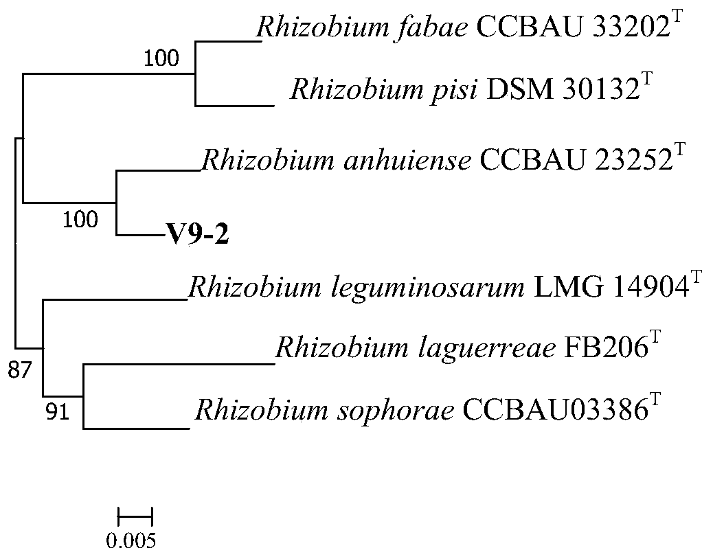 Rhizobium v9-2 and its application
