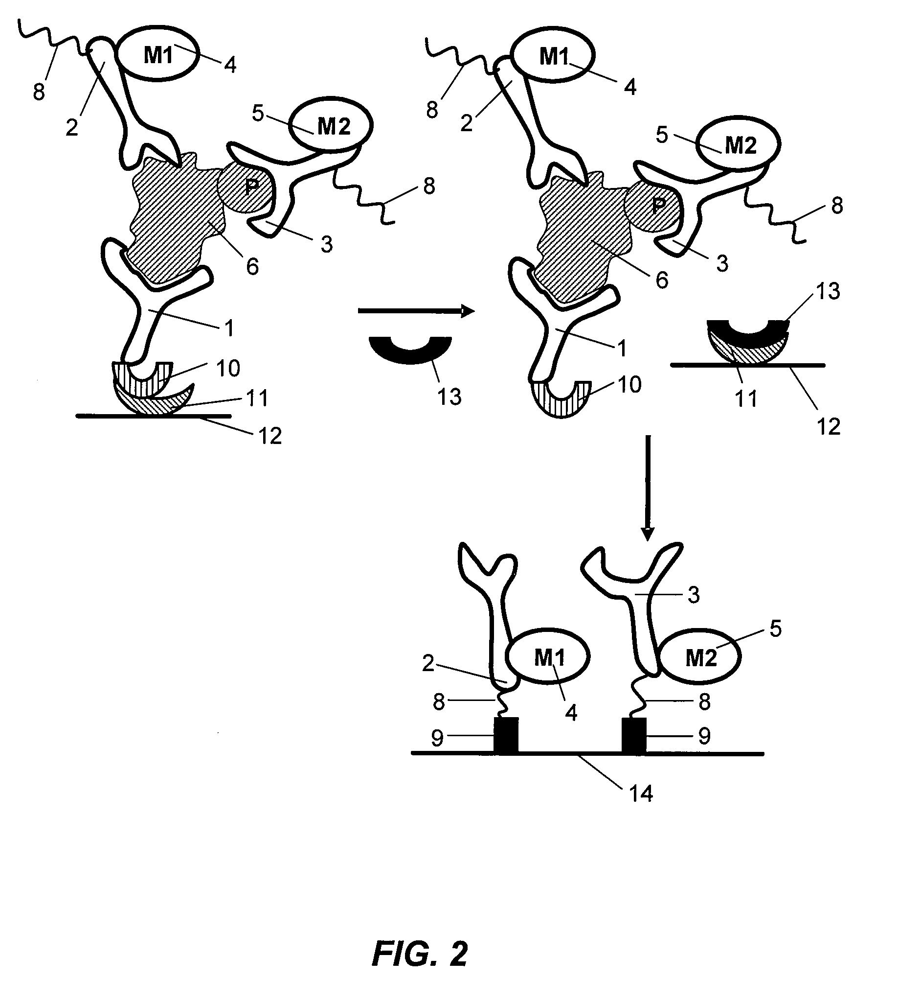 Antibody-based arrays for detecting multiple signal transducers in rare circulating cells