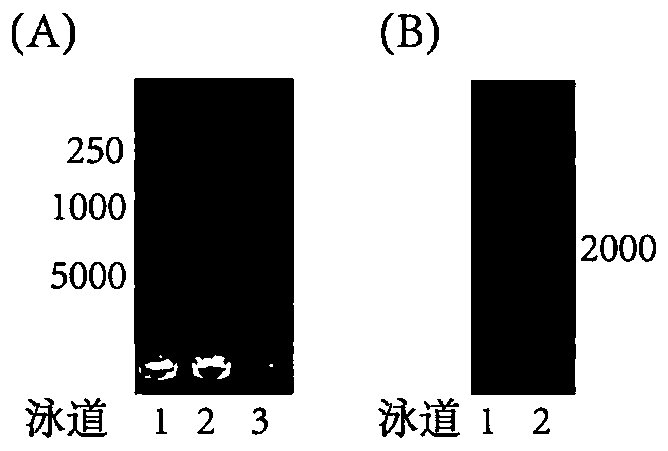 Broad-spectrum secondary antibody based on ZZ domain and preparation method and application thereof