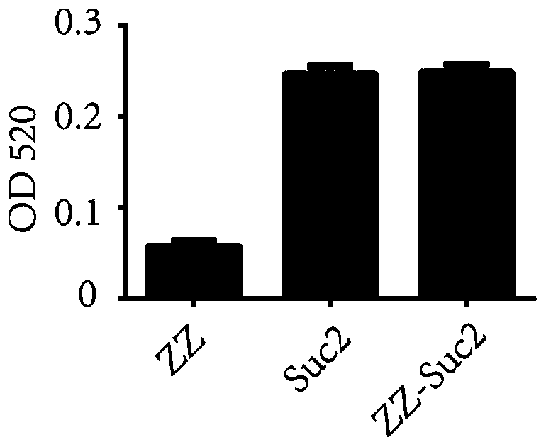 Broad-spectrum secondary antibody based on ZZ domain and preparation method and application thereof