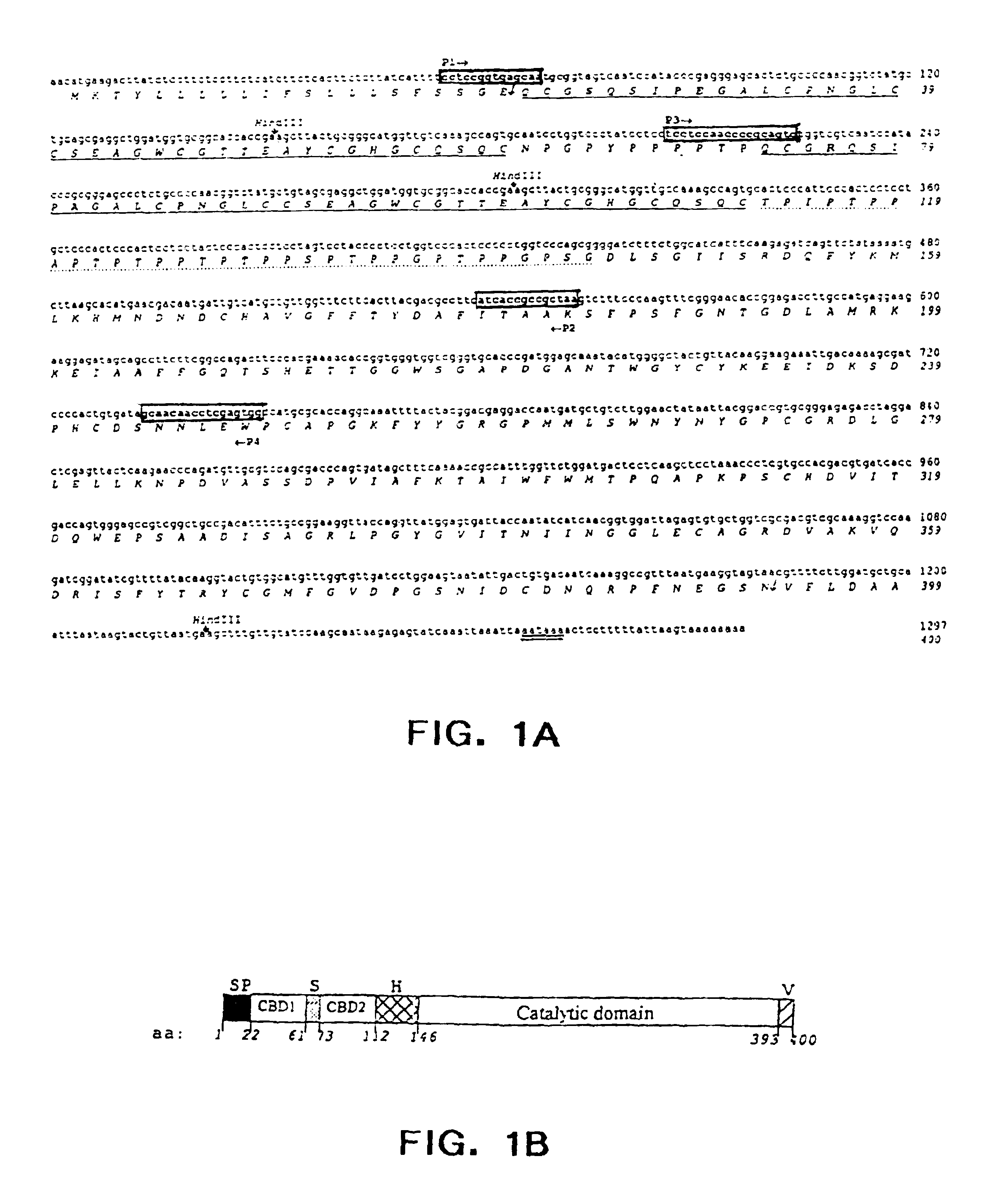 Genetically modified plants with enhanced resistance to fungal diseases and a method of production thereof