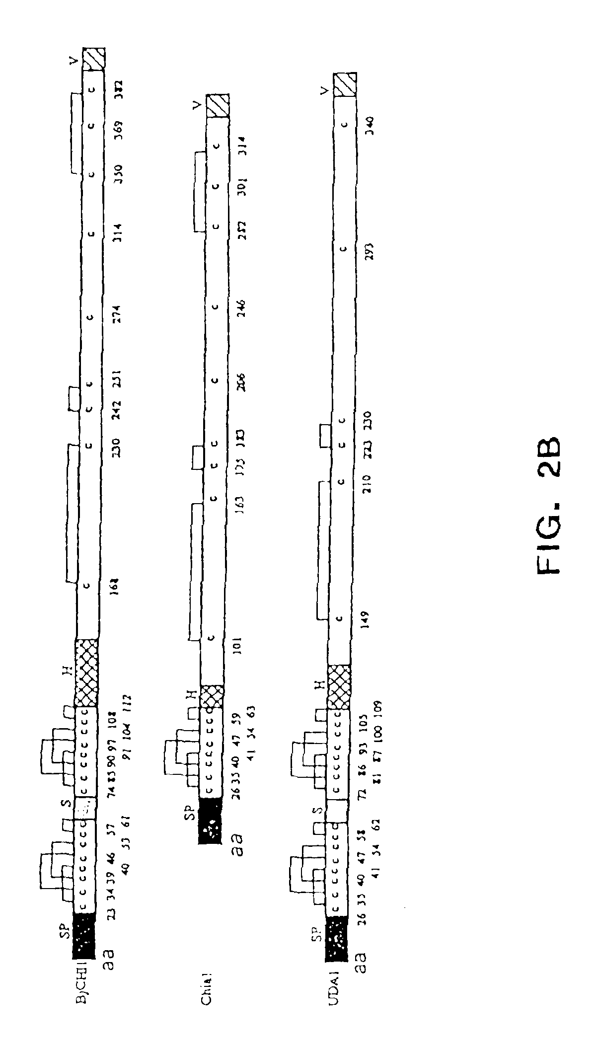 Genetically modified plants with enhanced resistance to fungal diseases and a method of production thereof