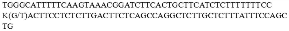 A SNP molecular marker associated with age at first mating in pigs