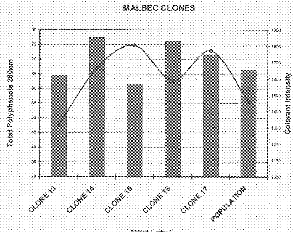 Grapevine named `Catena Malbec Clone 17`