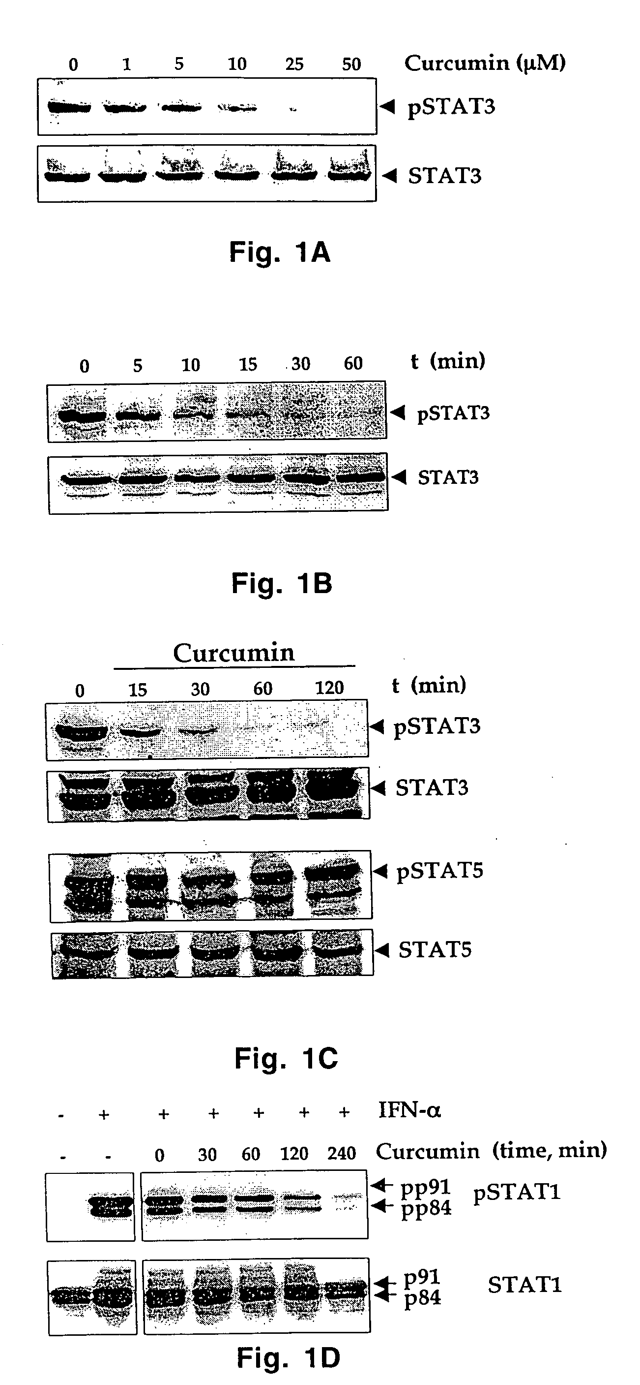 Selective inhibitors of stat-3 activation and uses thereof