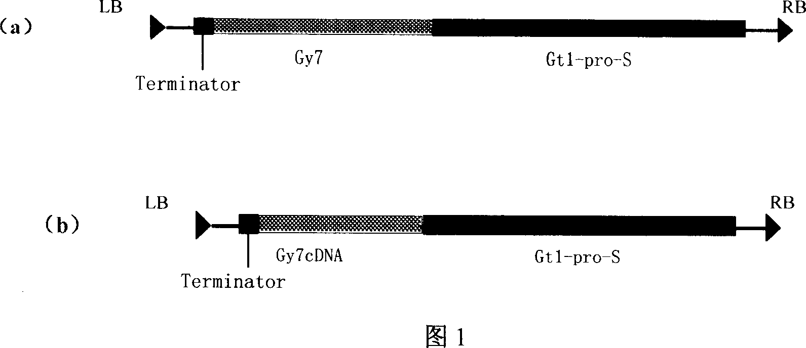 Expression vector for improving content and quality of protein in rice corn and its making method and use
