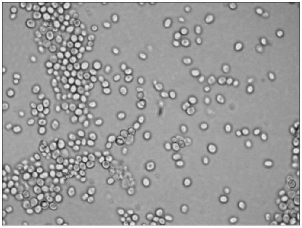 Saccharomyces cerevisiae, starter and its application in the preparation of hollow noodles