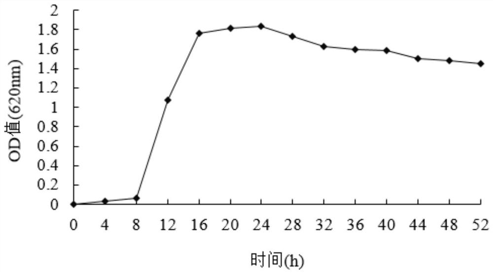 Saccharomyces cerevisiae, starter and its application in the preparation of hollow noodles