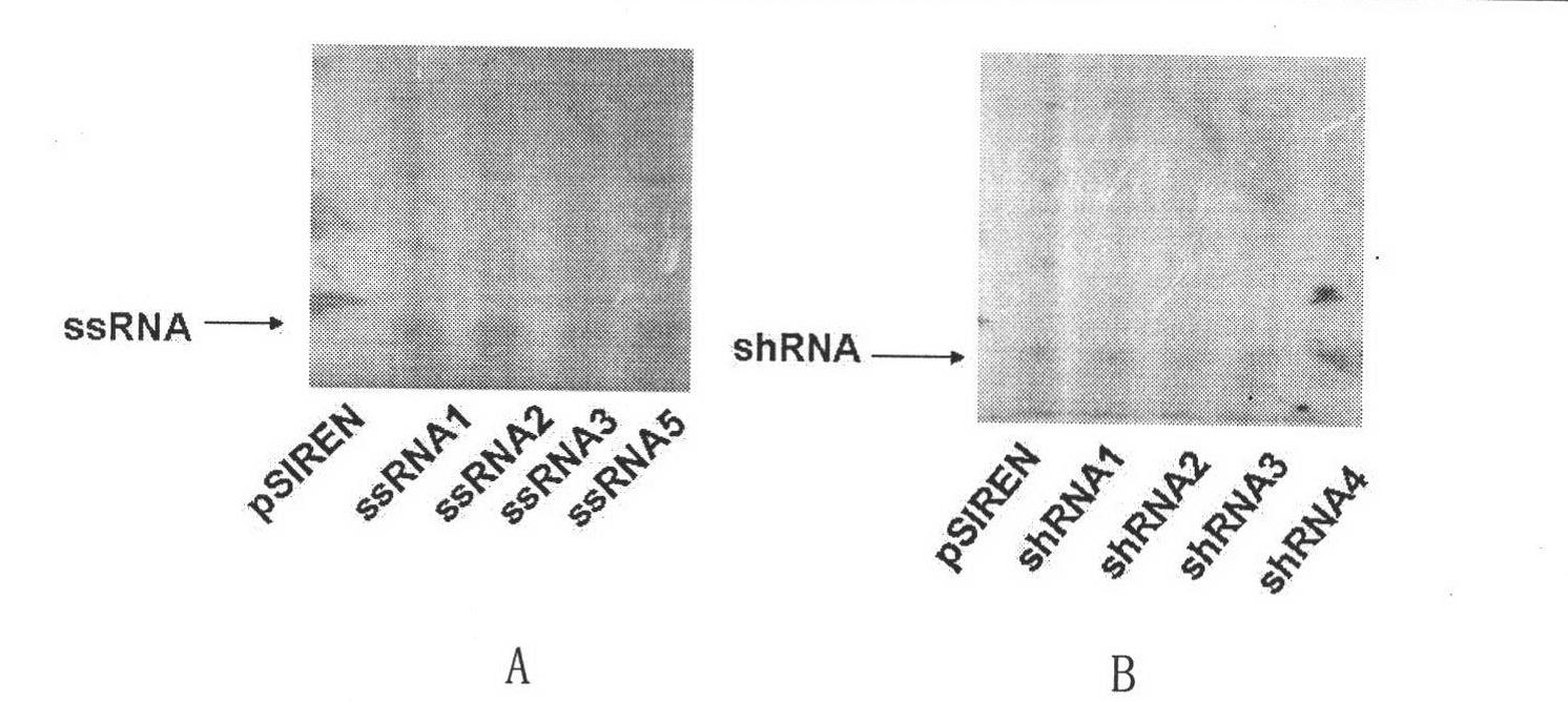Dual expression vector for immunostimulatory RNA and HBV target gene silence RNA, construction and application thereof