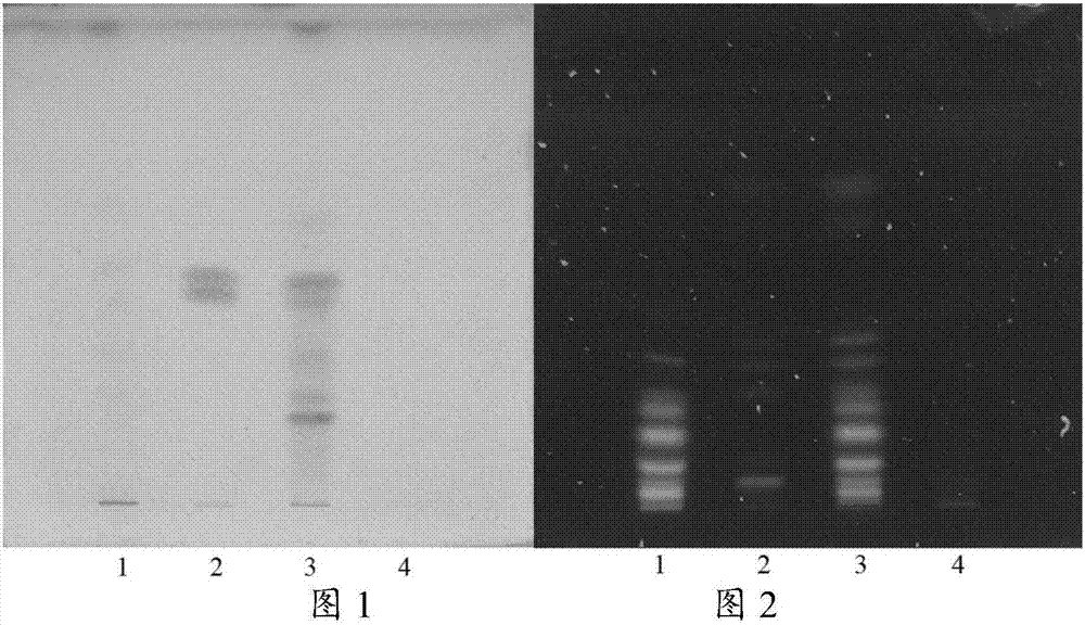 Detection method of medicinal preparation of cortex magnoliae officinalis seven-object soup