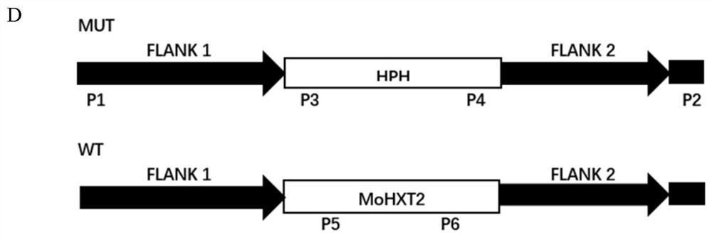 Application of the rice blast fungus gene mohxt2 in the regulation of sugar transport in plants