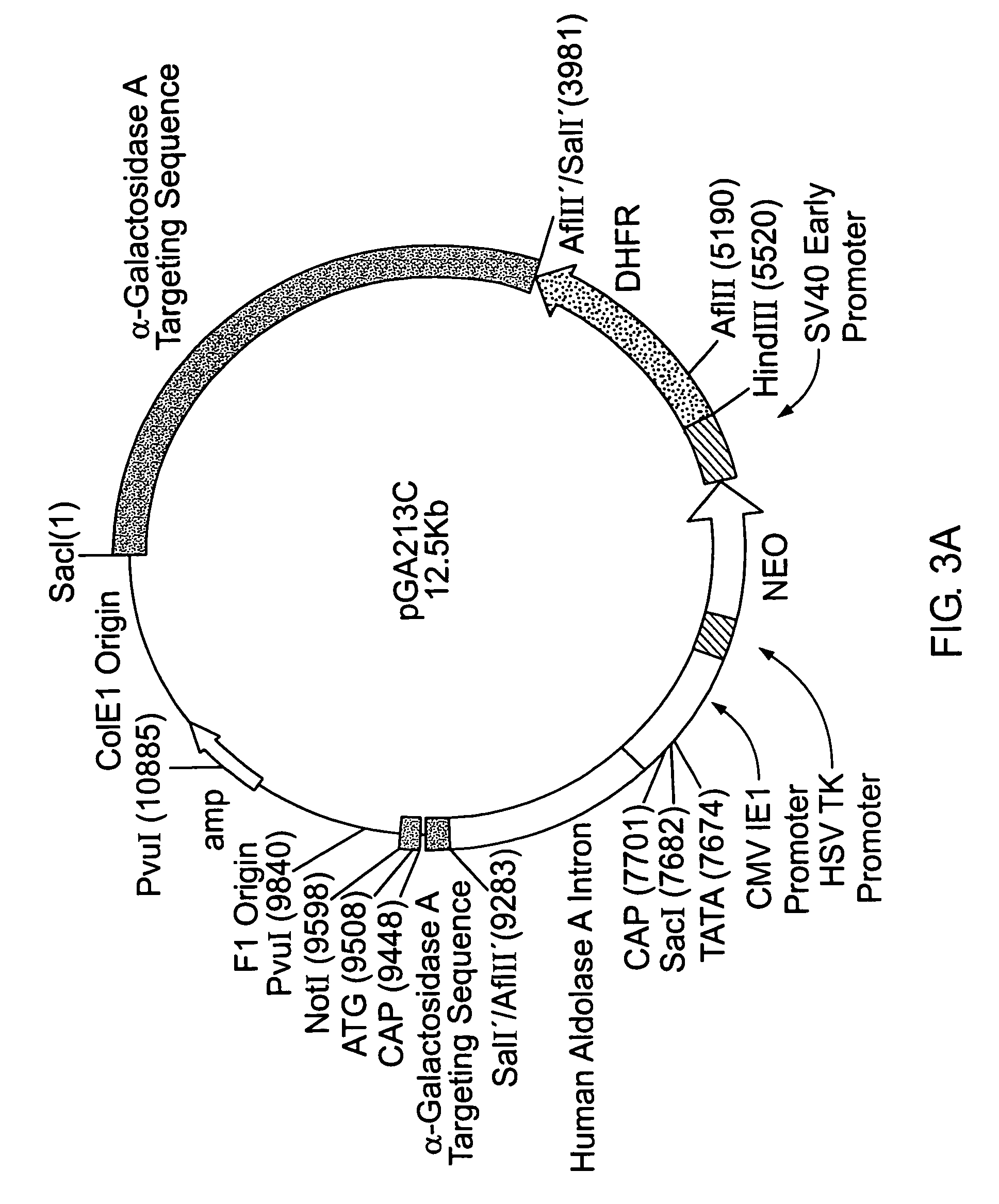 Treatment of α-galactosidase A deficiency