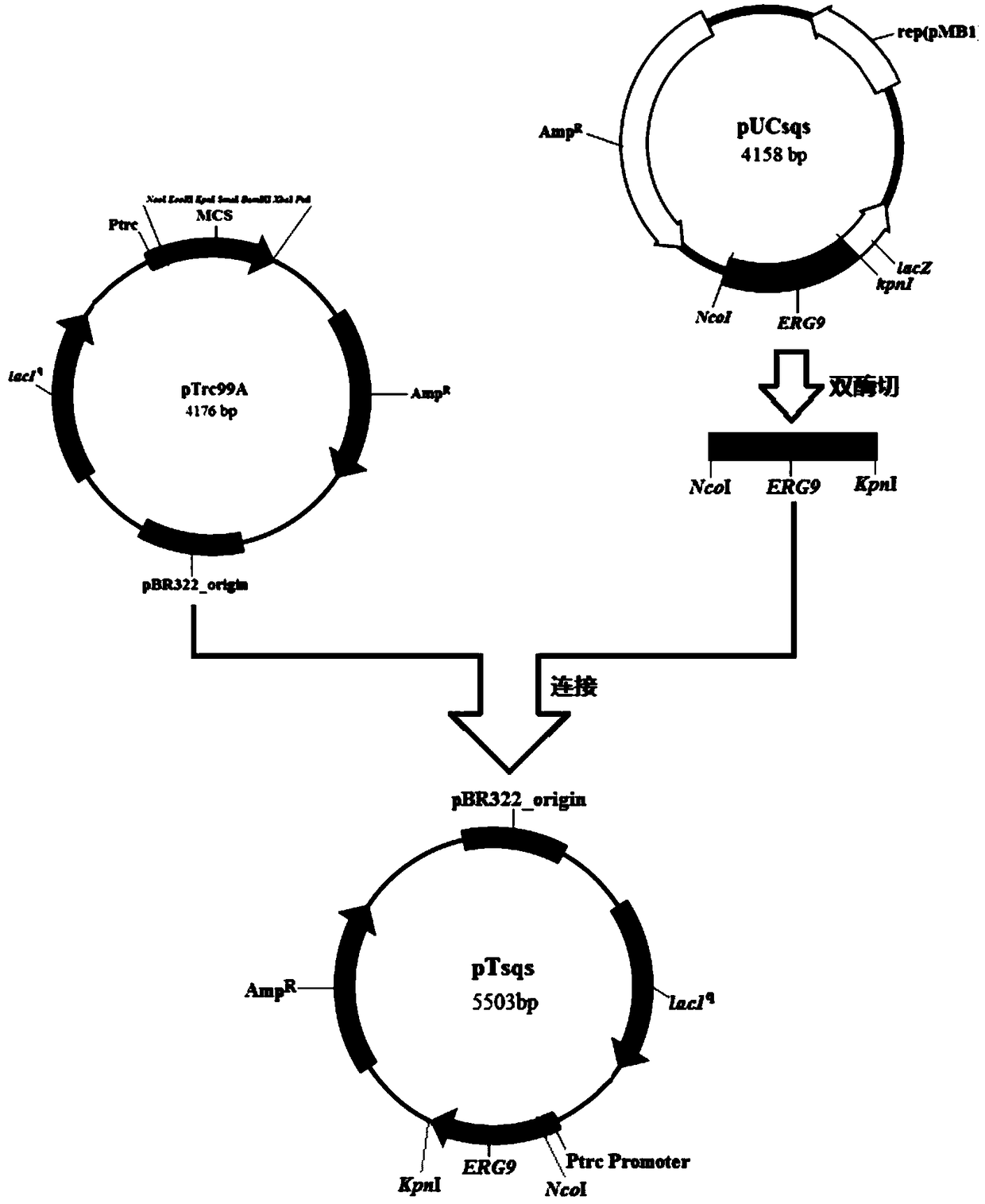 Plasmid pTsqs for synthesizing squalene through Escherichia coli as well as preparation method and using method thereof