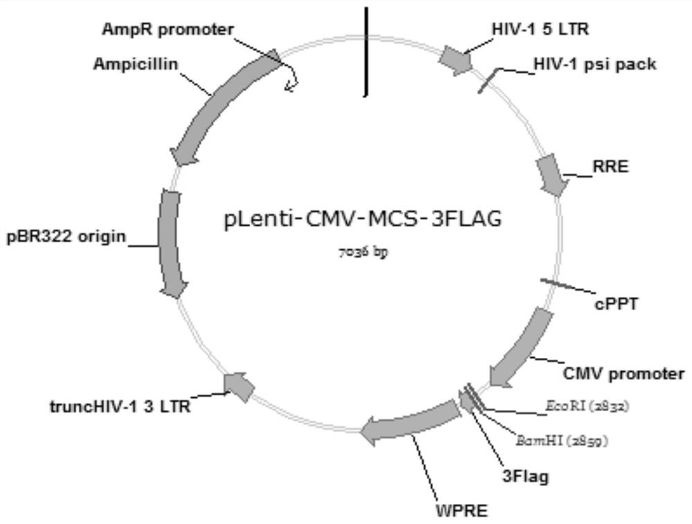 Tumor-specific gene expression cassette, recombinant expression vector, construction method and application