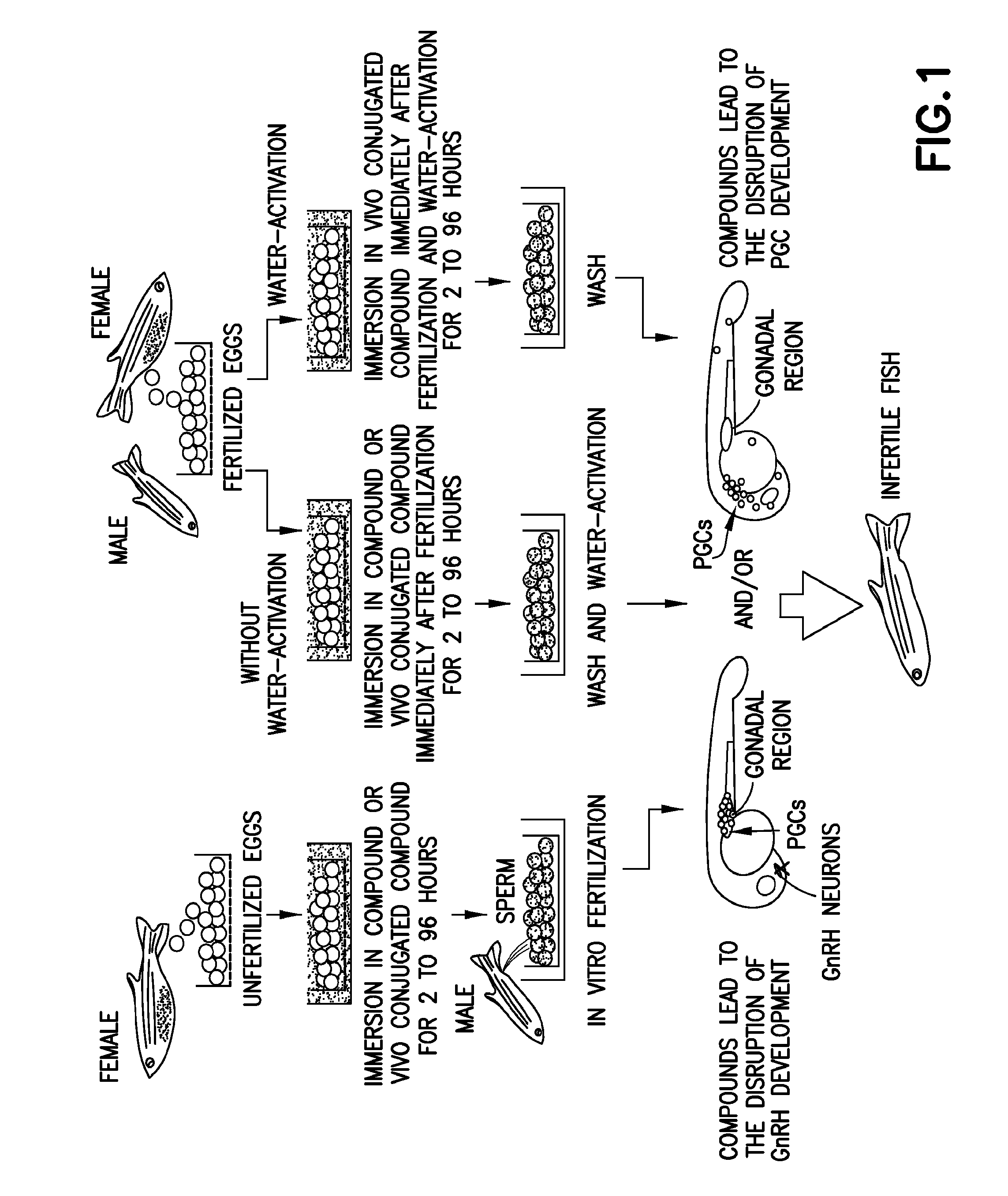 Method of producing infertile fish and egg-producing aquatic animals and of  delivering compounds into eggs and embryos