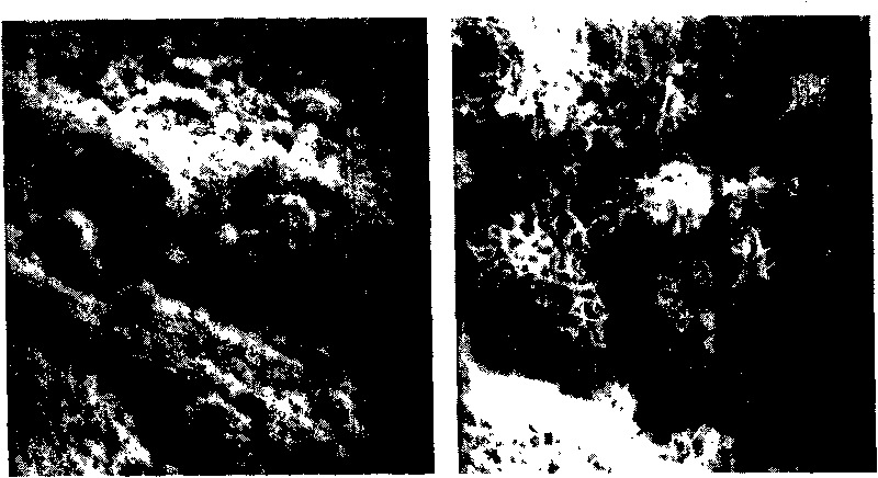 Bone repairing material and its prepn process and use