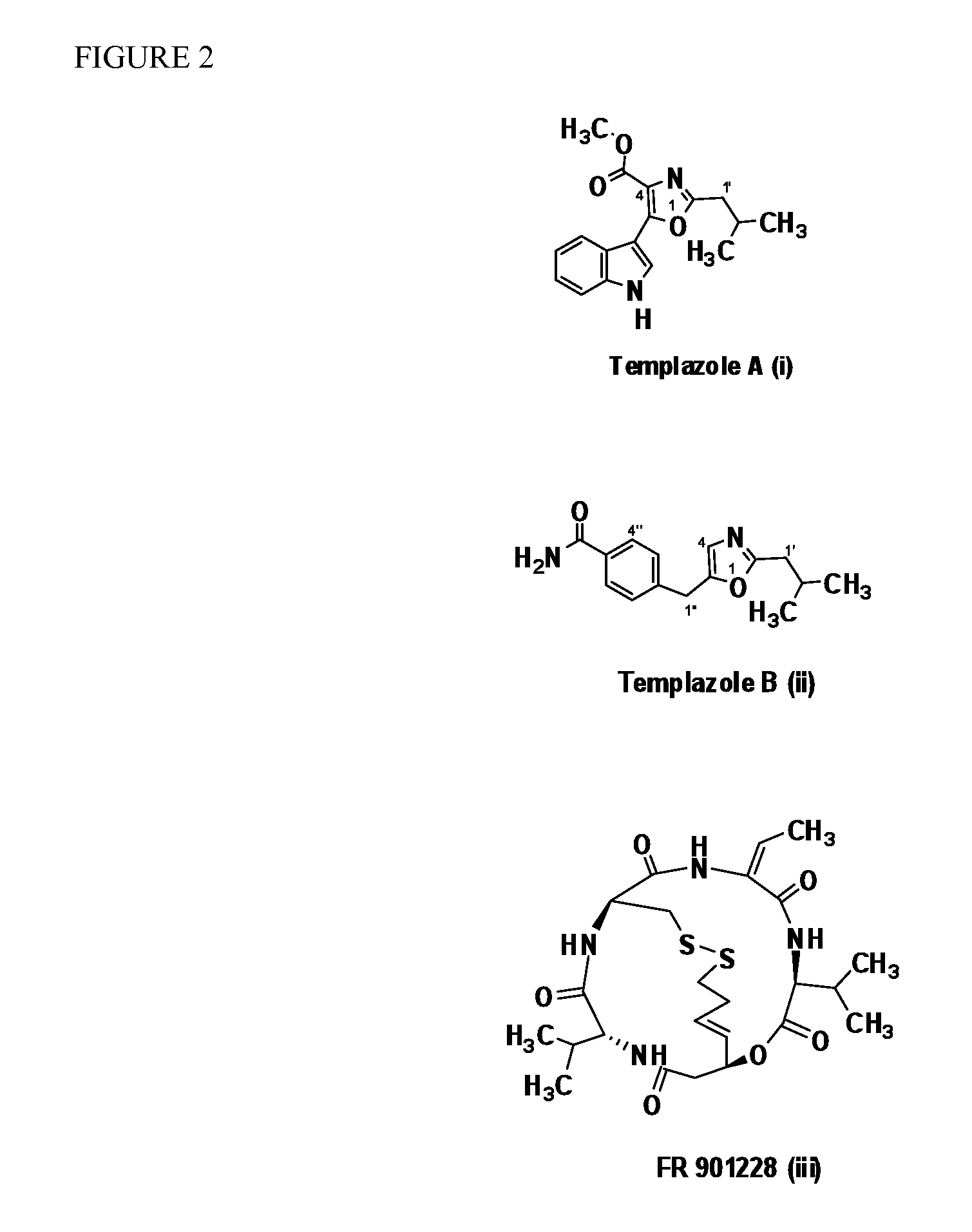 Plant glutamine synthetase inhibitors and methods for their identification