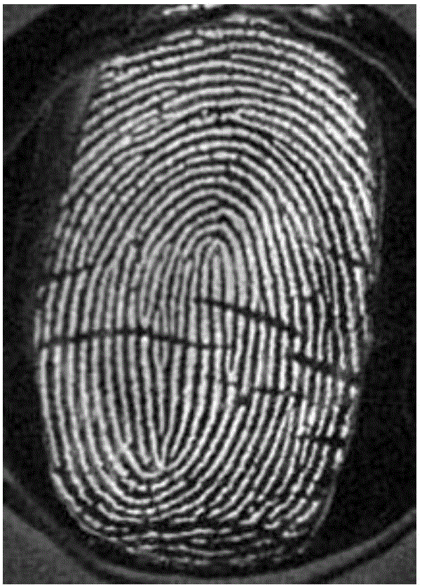 Potential fingerprint imaging method based on electrochemiluminescence immunoassay