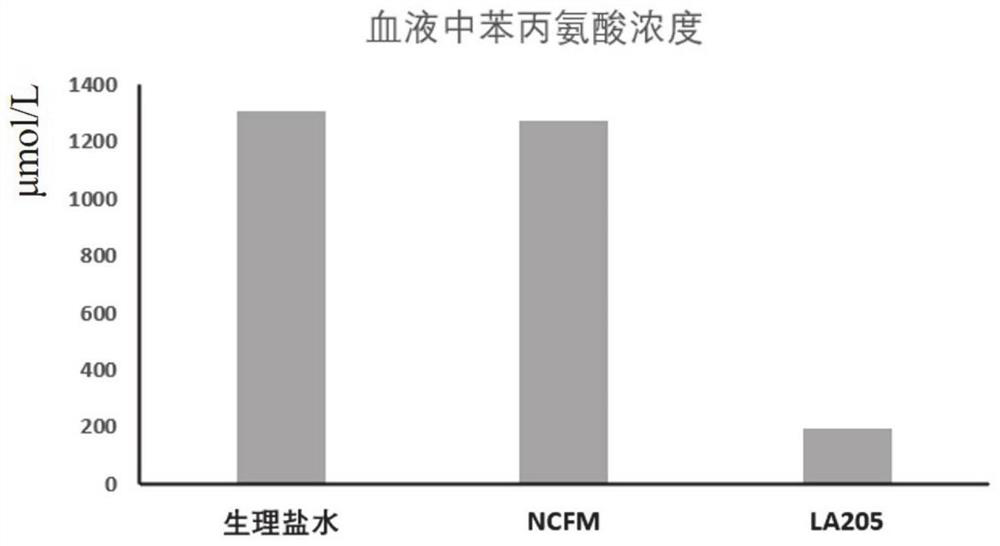 Engineering probiotics for treating phenylketonuria as well as construction method and application thereof