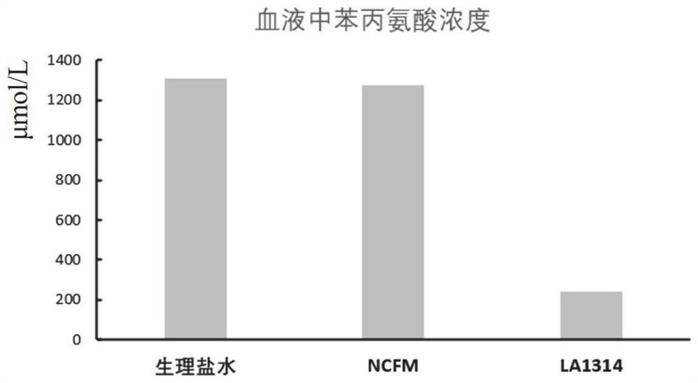 Engineering probiotics for treating phenylketonuria as well as construction method and application thereof