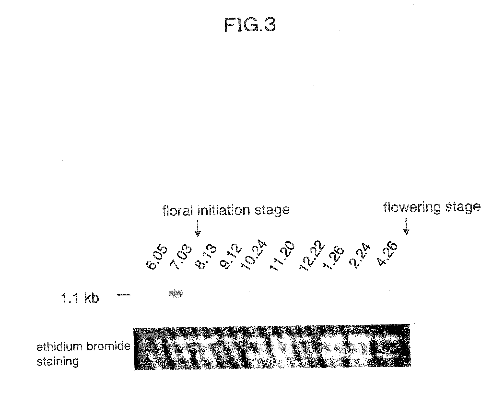 Flower-bud formation suppressor gene and early flowering plant