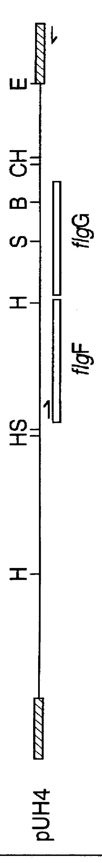 Basal body rod protein FlgF of campylobacter