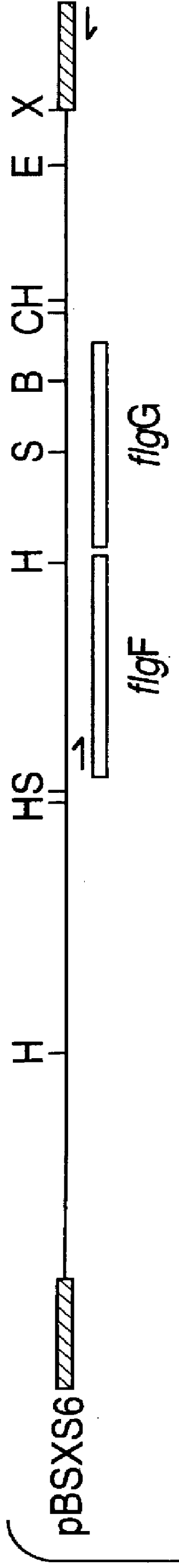 Basal body rod protein FlgF of campylobacter