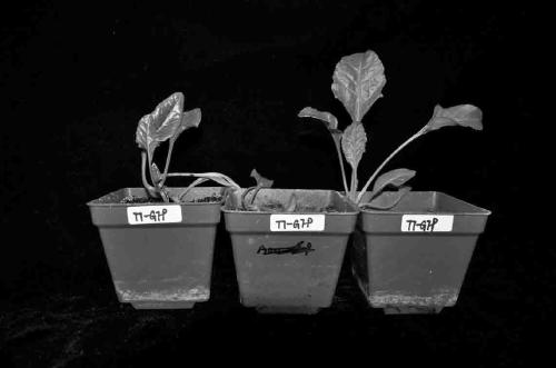 Method for establishing transgenic system of high-sugar variety beet