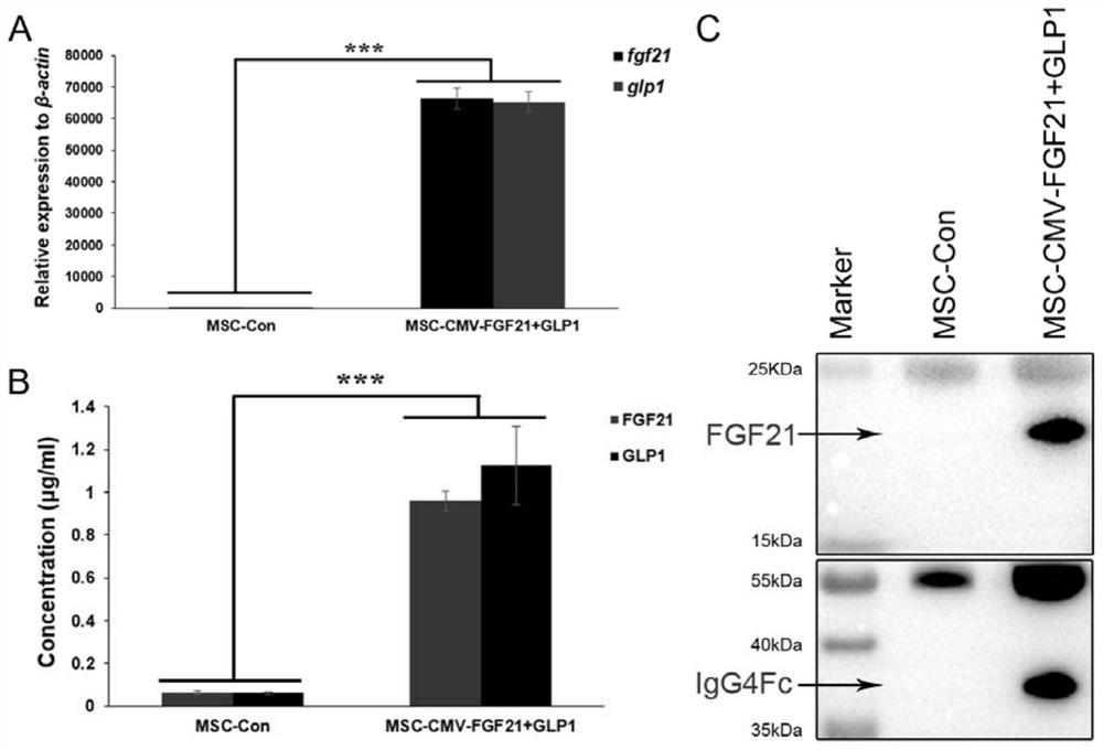 Mesenchymal stem cells for intervention in stress-induced cognitive impairment