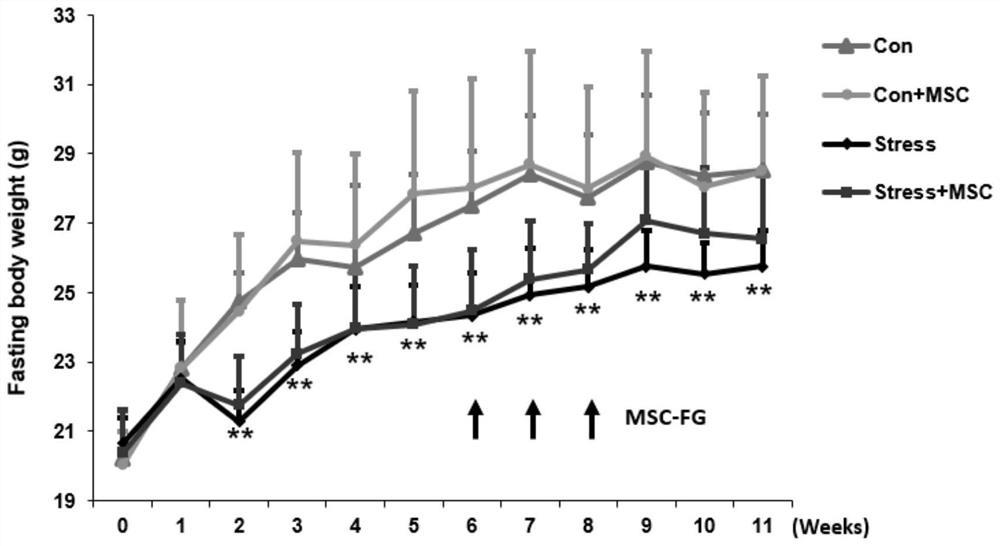 Mesenchymal stem cells for intervention in stress-induced cognitive impairment