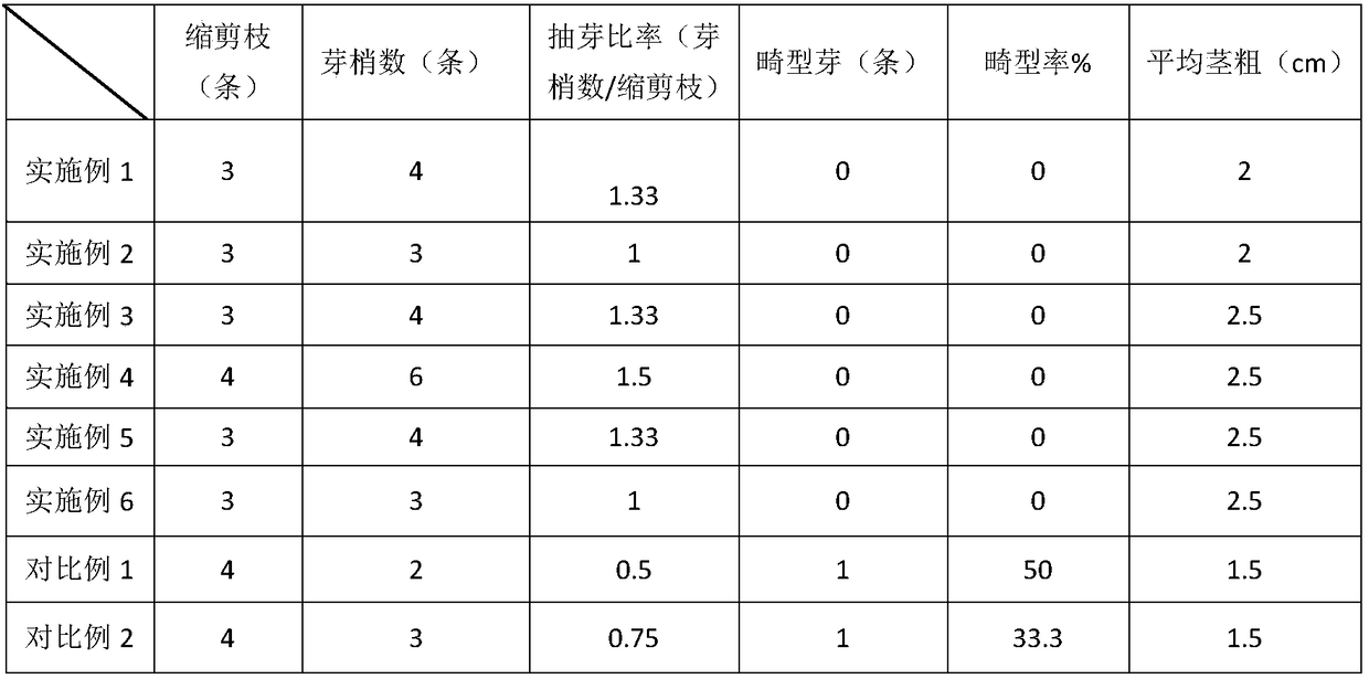 Plum retraction and rejuvenation nursery stock cultivation method