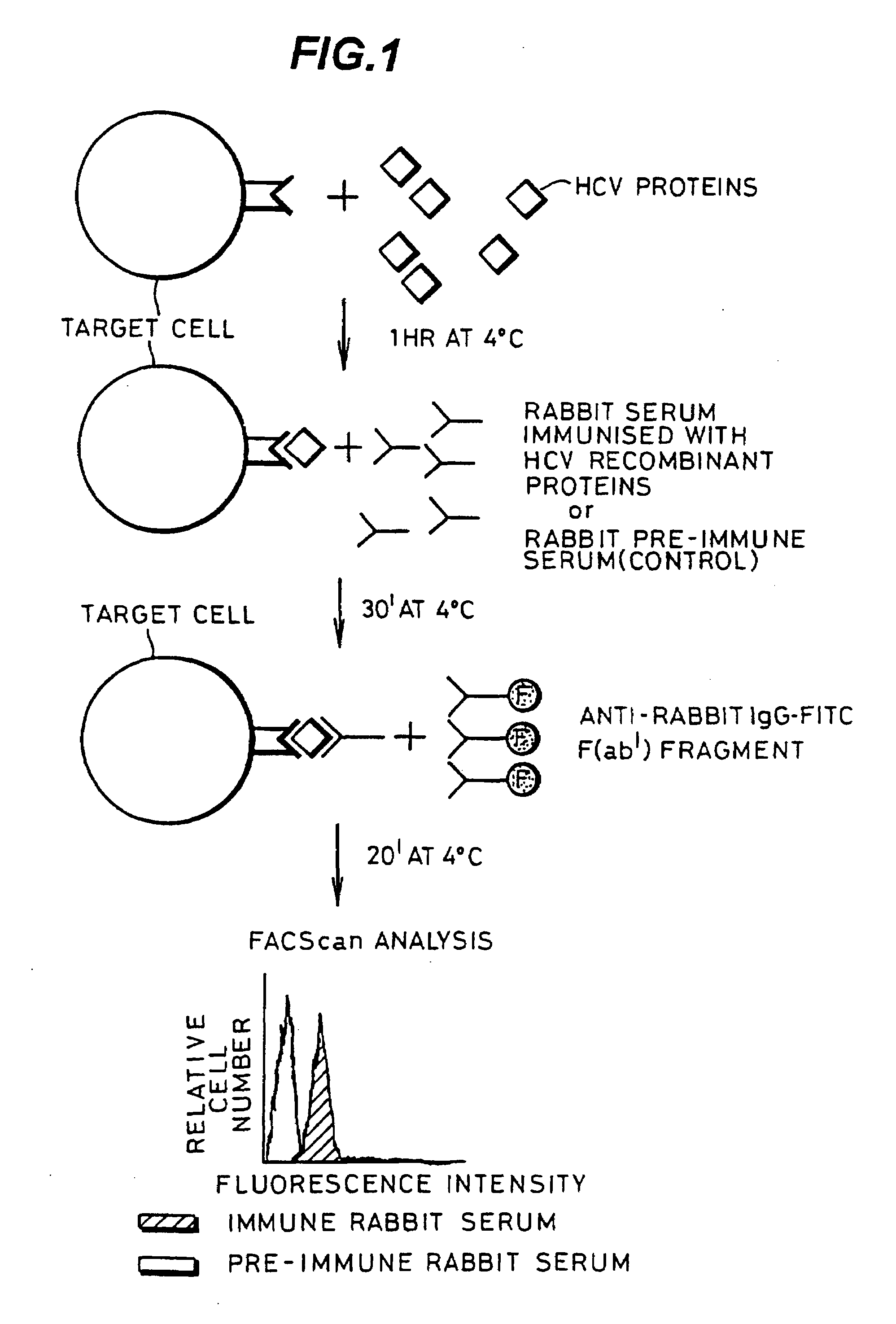 Assay to detect HCV receptor binding