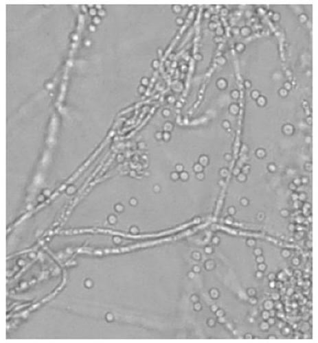 Purpureocillium lilacinum strain and application thereof