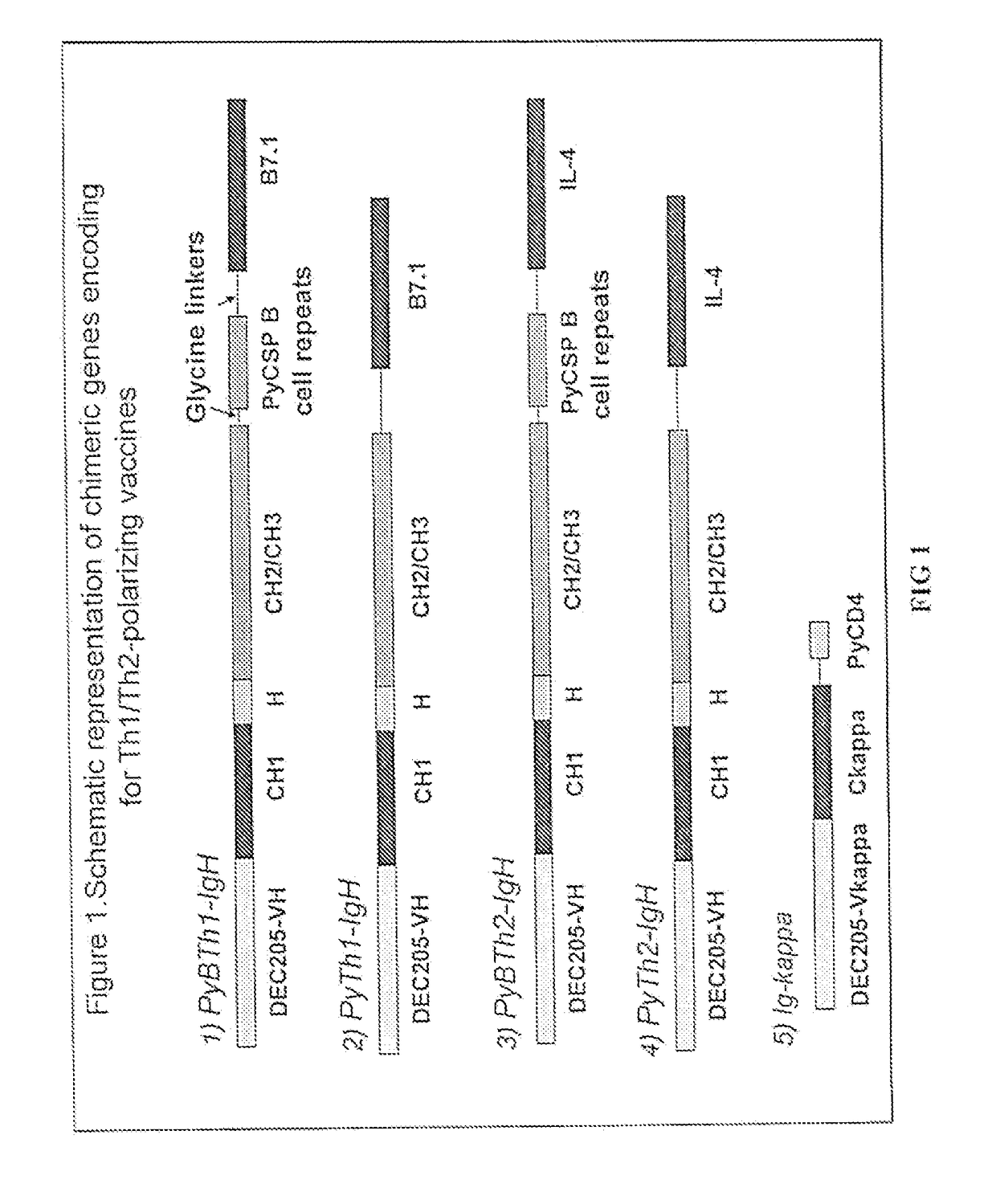 TH1/TH2 polarizing vaccines