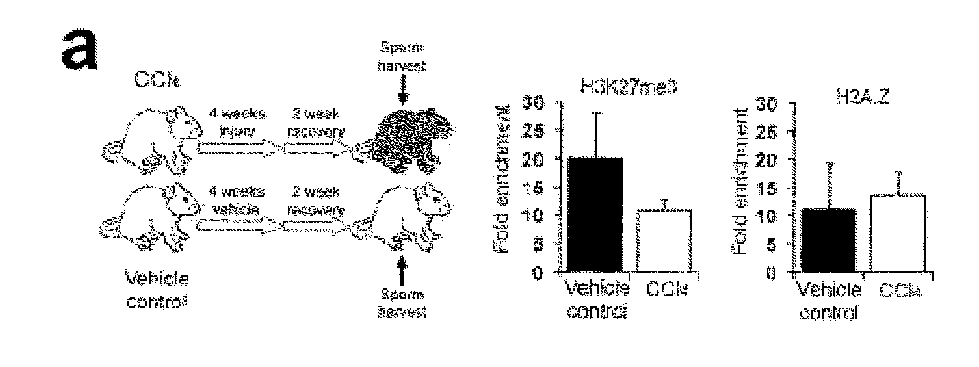 Methods relating to identification of susceptibility to liver injury