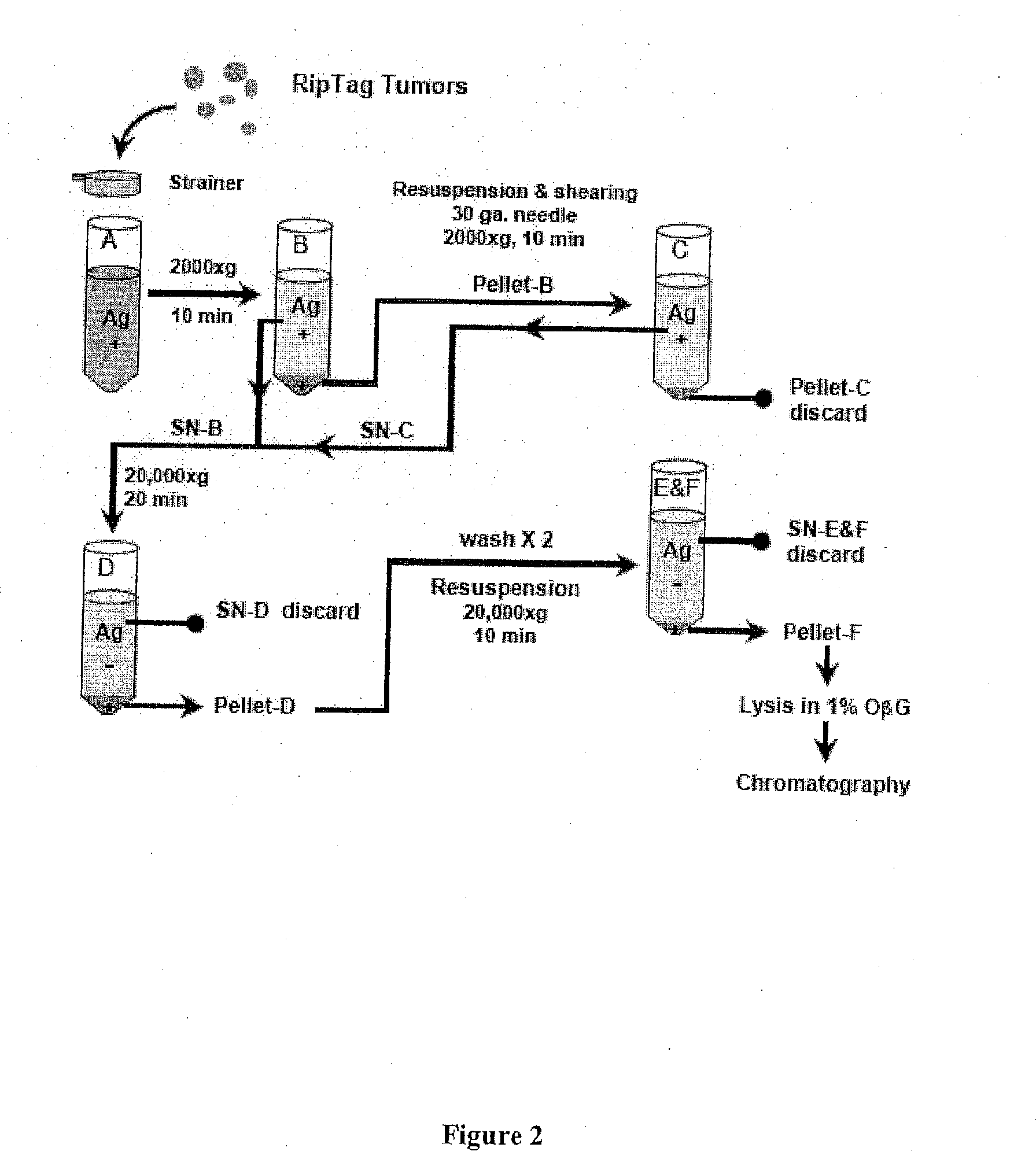 Methods and compositions for the treatment of autoimmune disease