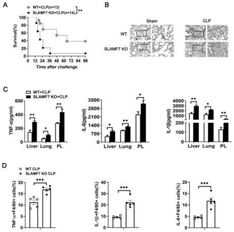 Application of SLAMF7 recombinant protein in preparation of drugs for treating sepsis