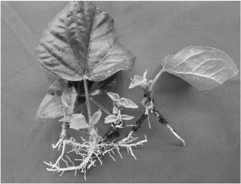 Efficient cultivation method for excellent strains of Danish hibiscus