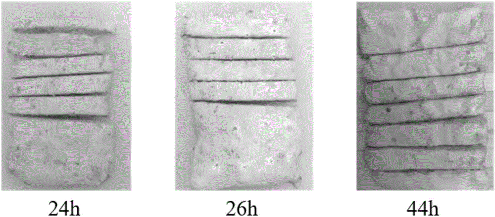 Bean dreg tempeh products and production method thereof