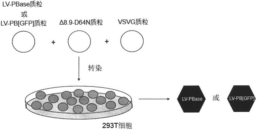 Method of introducing random insertion mutation to genome of in-vivo spermatogonial stem cells
