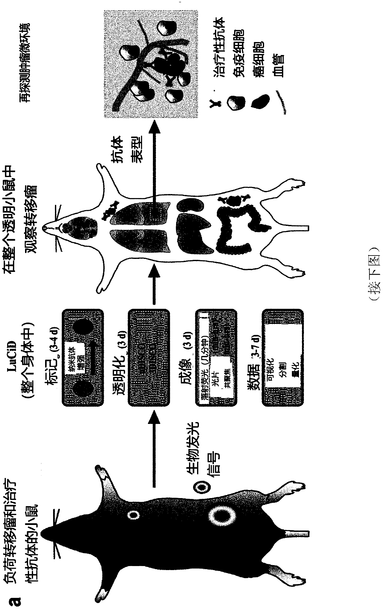 Methods for large tissue labeling, clearing and imaging