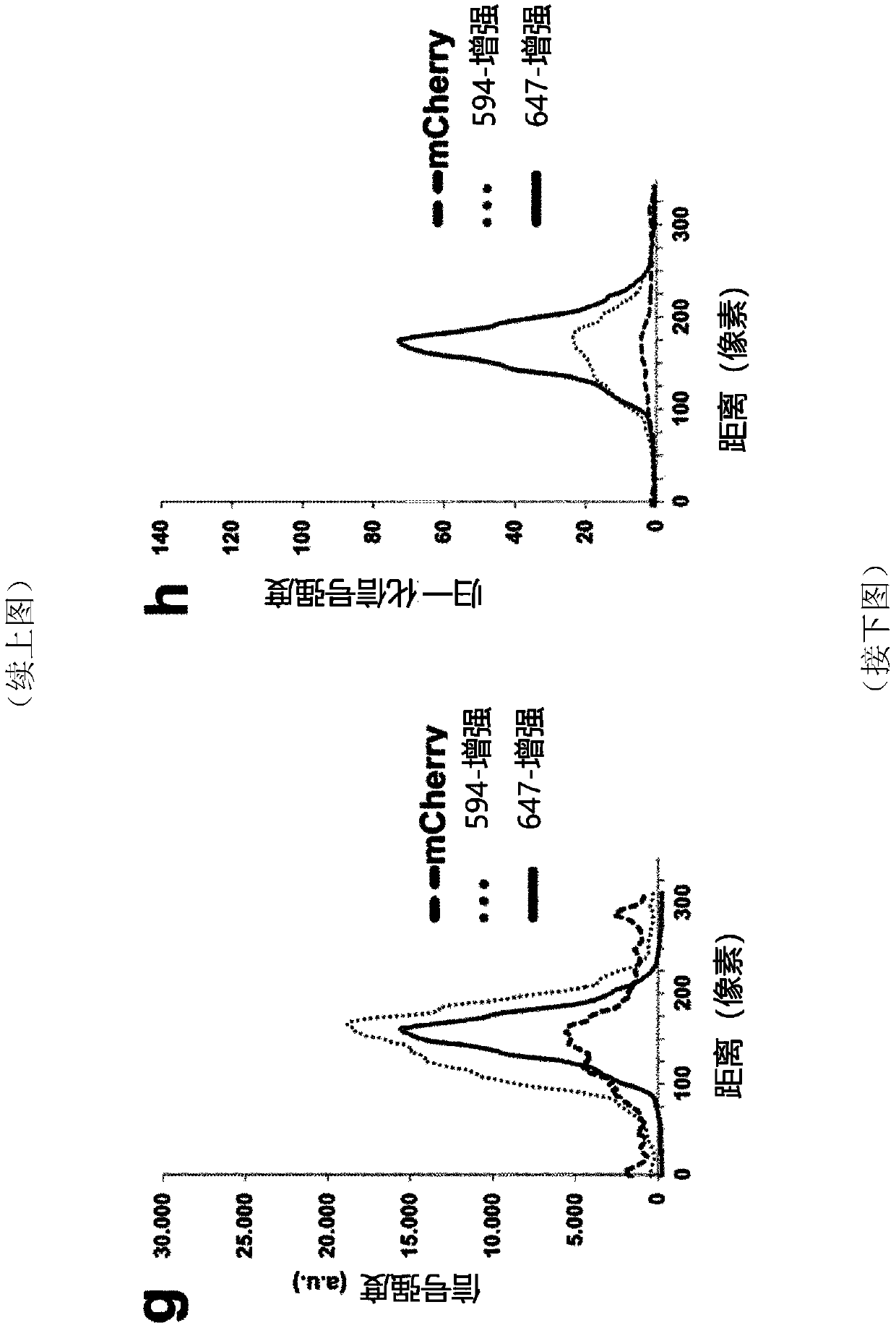 Methods for large tissue labeling, clearing and imaging